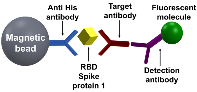 SARS-COv -2 Seroligical tests