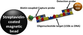 DETECTION OF REPETITIVE OLIGONUCLEOTIDE SEQUENCES 2